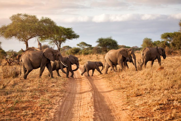 African Travel seeing rise in younger travellers