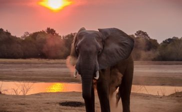 Botswana lifts ban on elephant hunting