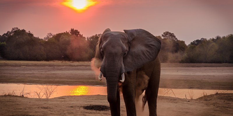 Botswana lifts ban on elephant hunting