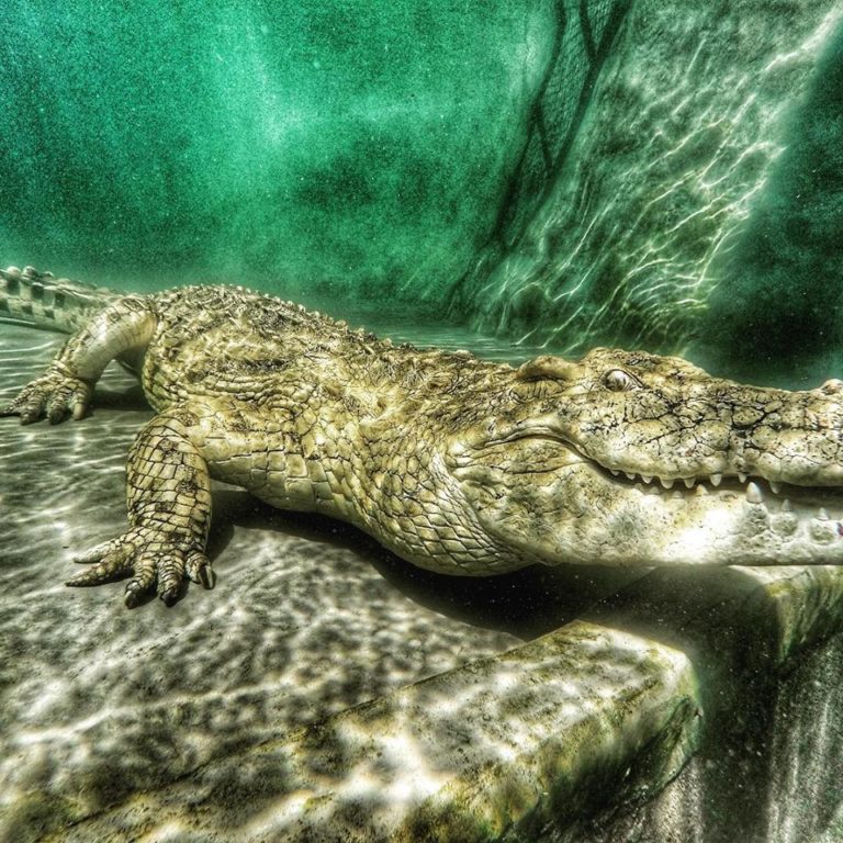 Crocodile cage diving at night introduced in Victoria Falls