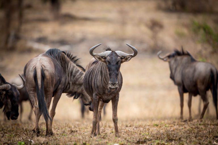 Ready to Experience the Wild Side of Africa