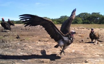 Vulture restaurant opens in Zimbabwe