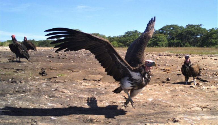 Vulture restaurant opens in Zimbabwe