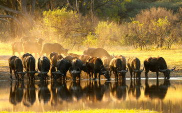 Zim lifts ban on hunting buffalo with bow to attract big spending tourists