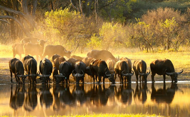 Zim lifts ban on hunting buffalo with bow to attract big spending tourists
