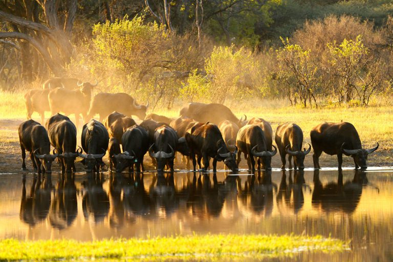 Zim lifts ban on hunting buffalo with bow to attract big-spending tourists
