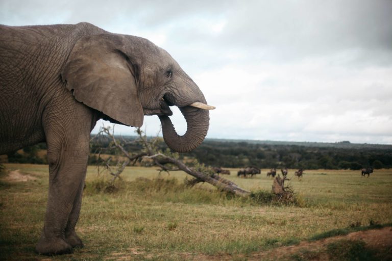 UK hails Zimbabwe’s jumbo conservation practices