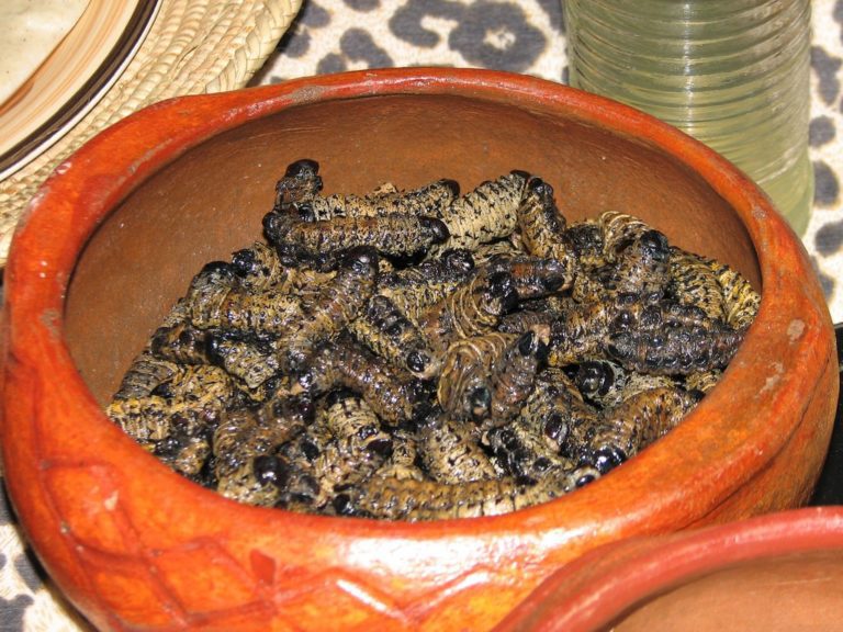 Have You Tried This Favourite Zimbabwean Delicacy?