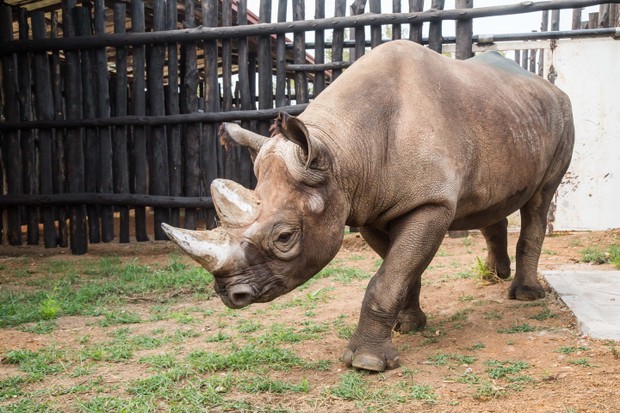 Endangered black rhinos