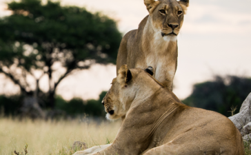 Hire a professional wildlife filmmaker as your safari guide