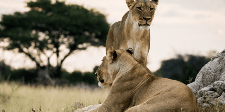 Hire a professional wildlife filmmaker as your safari guide