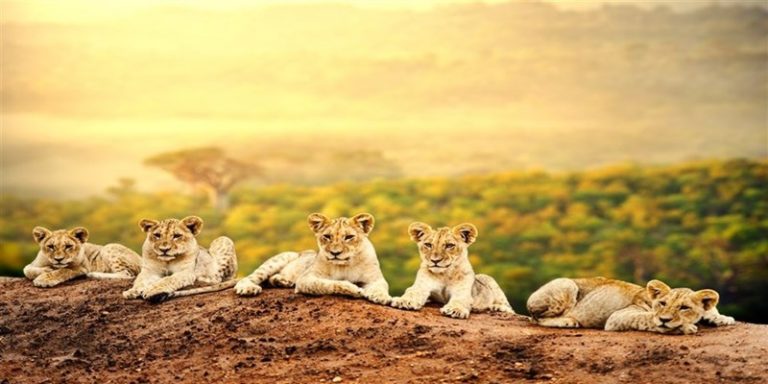 Kenya Tourism Board rebrands its tourism brand