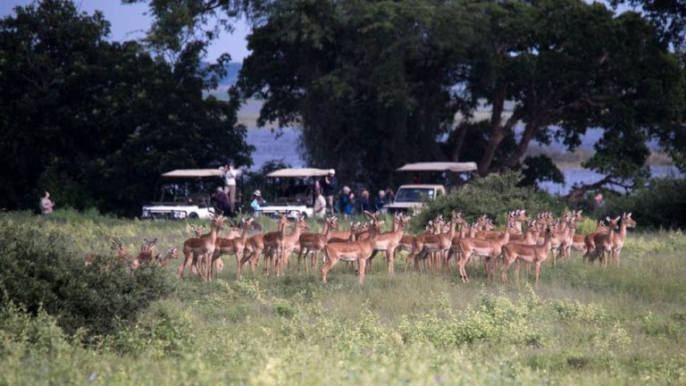 Toolkit guides African govts to multiply earnings from national parks