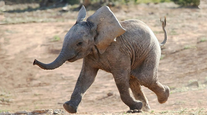 Zimbabwe not exporting baby elephants