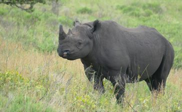 After a long journey 16 rare black rhinos make a new home in eSwatini