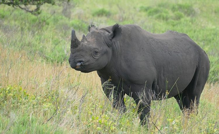 After a long journey 16 rare black rhinos make a new home in eSwatini