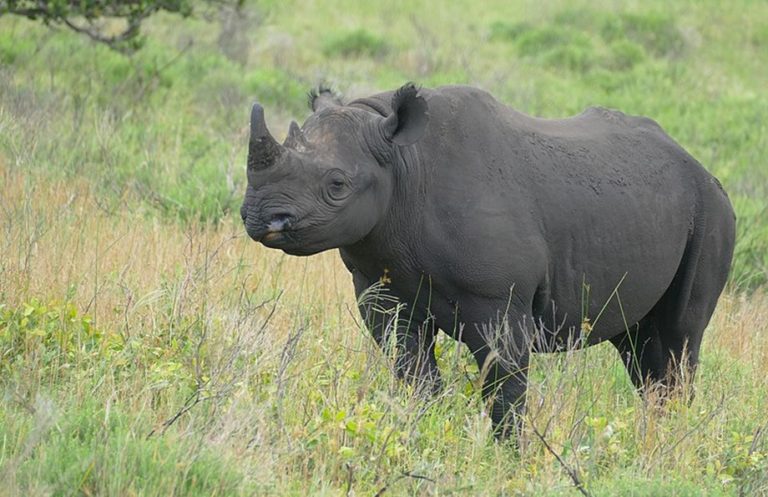 After a long journey, 16 rare black rhinos make a new home in eSwatini