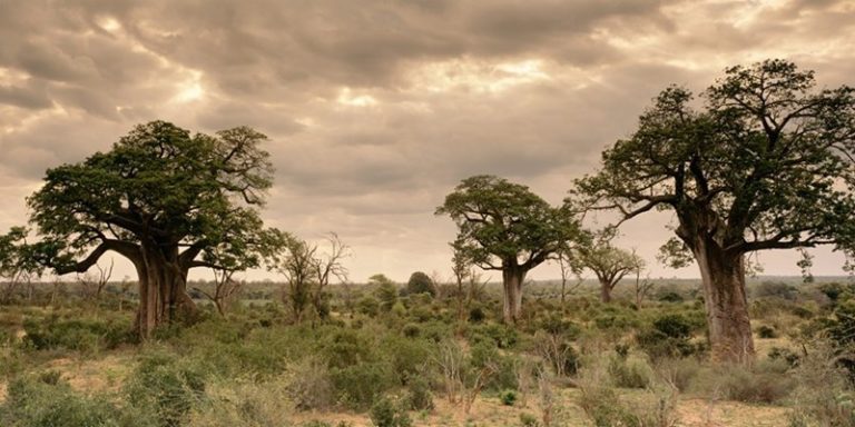 Boost for anti-poaching activities in Zim