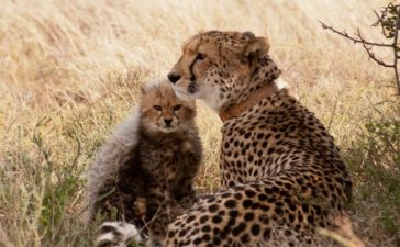 Malawi reserve participates in relocation of cheetah