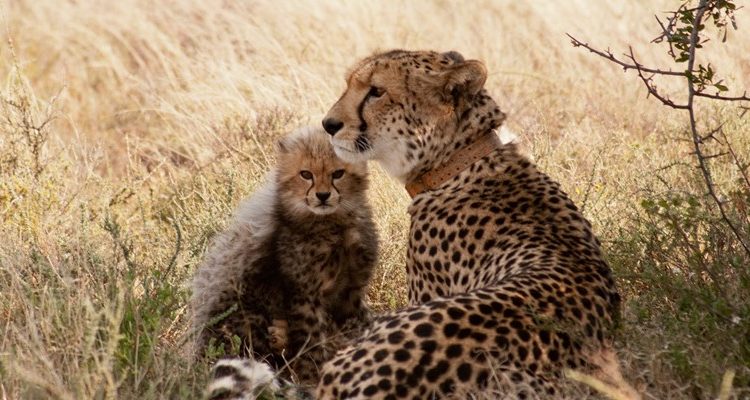 Malawi reserve participates in relocation of cheetah