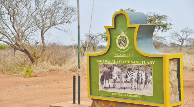 Zimparks erects lion enclosure at Tshabalala Game Sanctuary