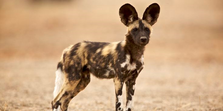 A pack of painted dogs to relocate to Mana Pools National Park