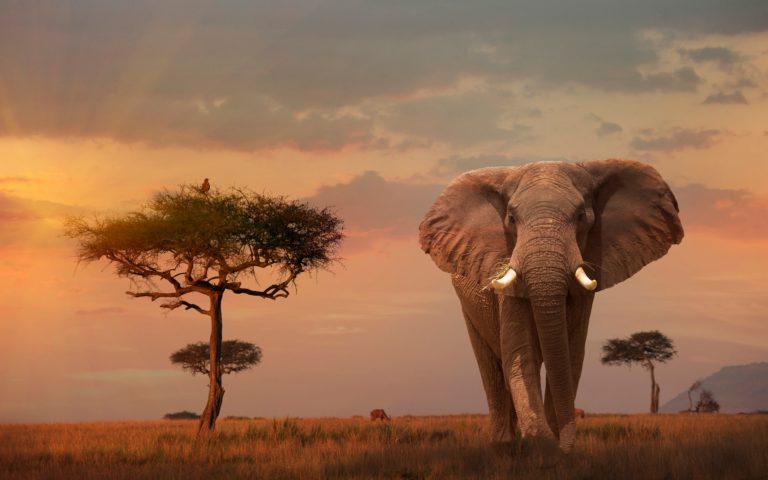 How will Africa’s animals survive lockdown?