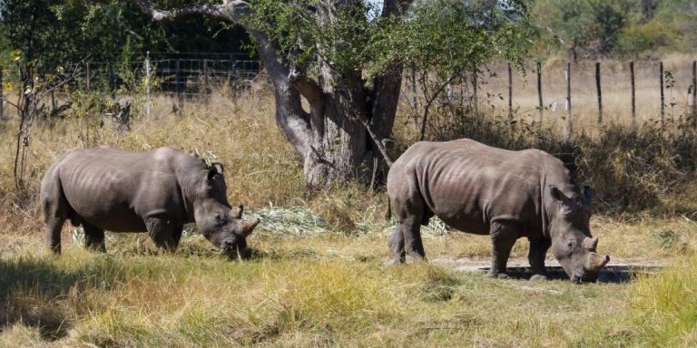 Rhinos back in Hwange after nearly 20 years