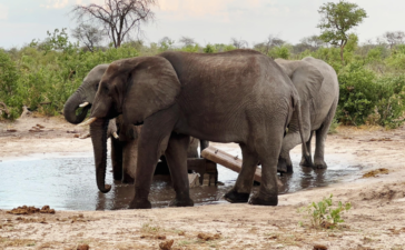UK trophy hunting ban set to affect livelihoods of rural communities in Botswana