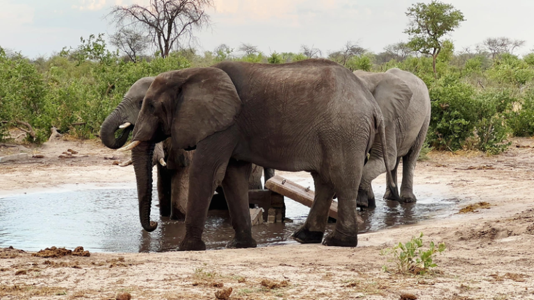 Botswana’s Wildlife Paradise Under Threat: How a UK Ban Could Cripple Conservation Efforts