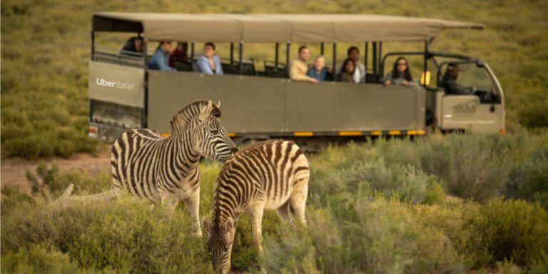 Safari Adventures Await. Uber Safari