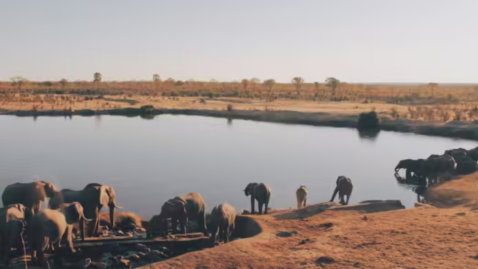 View of elephants and pool at Hwange national park